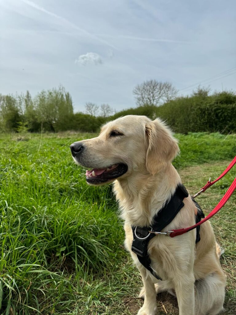 dog walking